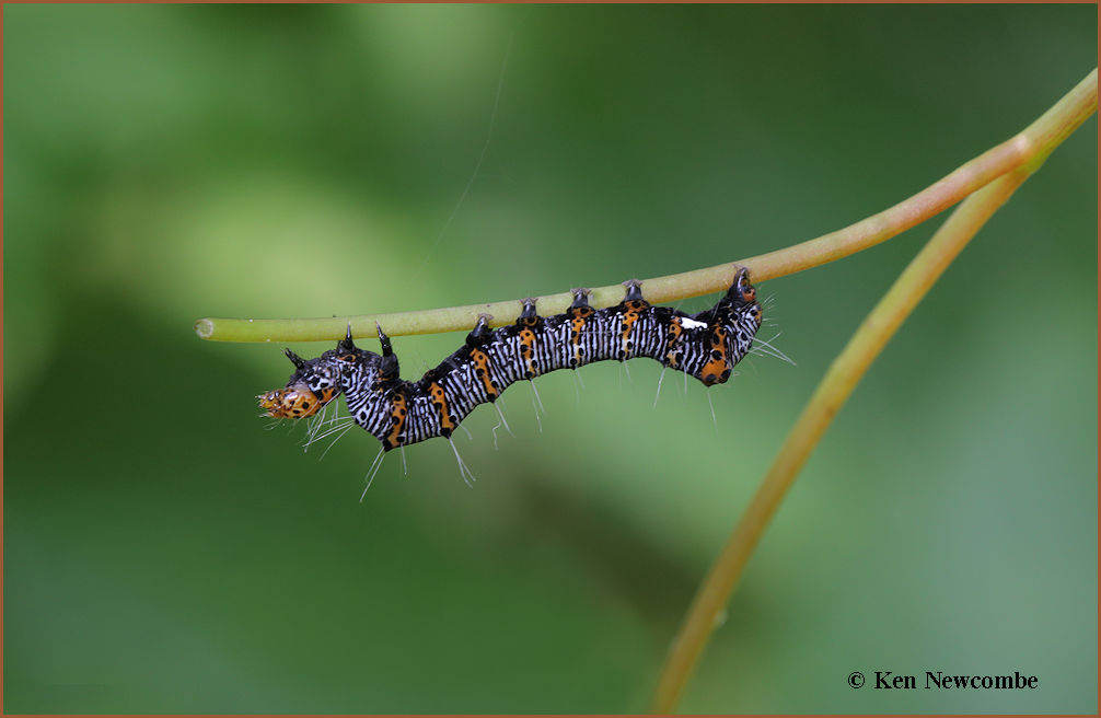 Pearly Wood-nymph moth caterpillar